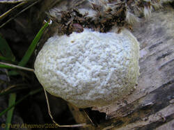 Reticularia_lycoperdon_AYV_20200517_02.jpg
