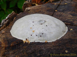 Reticularia_lycoperdon_AYV_20241004_02.jpg