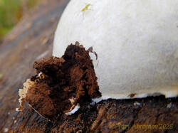 Reticularia_lycoperdon_AYV_20241004_03.jpg