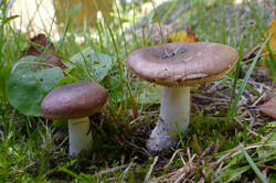 Russula_nitida_1_SAE_20150914.thumb.jpg.6abbe48ace033826eb4cc2d013db6b0f.jpg
