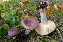 Russula_nitida_2_SAE_20150914.thumb.jpg.693fa31f786e3c6f06d8a9d5a3814f22.jpg