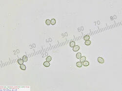 Russula_nitida_spores500water_2_SAE_20260609.thumb.jpg.3f5e919a3e9801706ed3eac78c554415.jpg