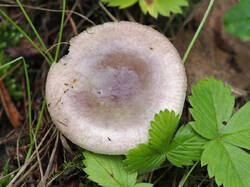 Russula_sp_1_SAE_20190818.thumb.jpg.fb336017b1602d628c166c43bc3a0ee0.jpg