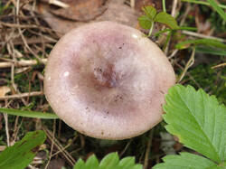 Russula_sp_2_SAE_20190818.thumb.jpg.54742885ae5e5e25c130f63f7b7bca04.jpg