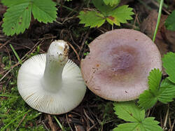 Russula_sp_3_SAE_20190818.thumb.jpg.1c61794ce5fbf2e9bc349ebc542d43bf.jpg