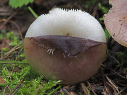 Russula_sp_4_SAE_20190818.thumb.jpg.96732821eb5f520a0581db64b2d9767e.jpg