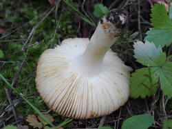 Russula_sp_5_SAE_20190820.thumb.jpg.6ac3e4b6edd8f18ed8cc87dcc4373bea.jpg