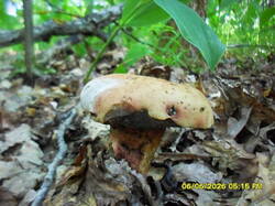 SDC18035.thumb.JPG.7eab9b2ffe292f92bc0995e10eb95ab4.JPG