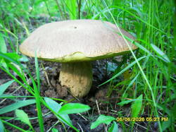 SDC18043.thumb.JPG.77e8156aa758dc9487d9a9c0e8203018.JPG