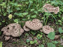 Sarcodon_imbricatus_MS_20180908_01.thumb.jpg.a397d9aba87d3cef7e625a8d65fdc6bd.jpg