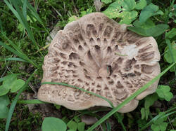 Sarcodon_imbricatus_MS_20180908_02.thumb.jpg.fe4df6228df7e1f491ac6560c37a25b7.jpg