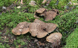 Sarcodon_imbricatus_MS_20190902_03.thumb.jpg.0e73c67718e2bff9ef0d7d00d35e82cc.jpg