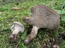 Sarcodon_imbricatus_MS_20190923_06.thumb.jpg.6b821c6f00320987ccd6850897f1564b.jpg