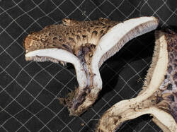 Sarcodon_imbricatus_MS_20190923_08.thumb.jpg.9e89cb5f57dfb2b1aa5fee4a5803c16e.jpg