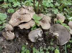 Sarcodon_imbricatus_MS_20200812_09.thumb.jpg.30750fa099298ebf5a00e20ade7e3240.jpg