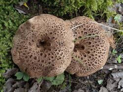 Sarcodon_imbricatus_MS_20230823_10.thumb.jpg.398a043fc92872905f80bc12f30c89c0.jpg