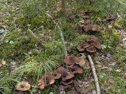 Sarcodon_imbricatus_MS_20230823_11.thumb.jpg.8d988eef5243f025cd94fde016a4f975.jpg