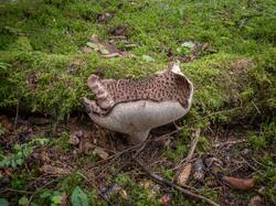 Sarcodon_imbricatus_MS_20230826_01.thumb.jpg.6f4cb5722b68b5c51ac6cff4bbd5d448.jpg