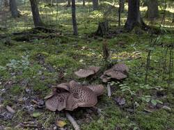 Sarcodon_imbricatus_MS_20230917_01.thumb.jpg.50b4483af0cc8b2d709b51bb51e228b9.jpg