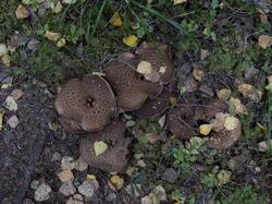 Sarcodon_imbricatus_MS_20230917_02.thumb.jpg.ca683d5a8a3e06315868558c147f7d51.jpg