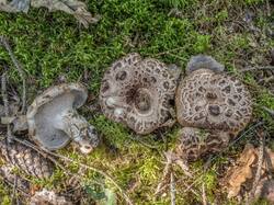 Sarcodon_imbricatus_MS_20250818_13.thumb.jpg.1b31dcd0e1b86afdf9d42f96e187f457.jpg
