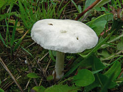 Stropharia_sp1_SAE_20080524.thumb.jpg.83a255d7d80dcbaaf49c6dee6d00ab17.jpg