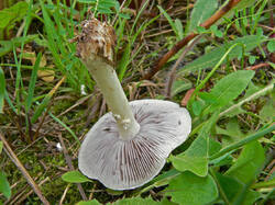 Stropharia_sp2_SAE_20080524.thumb.jpg.edf62e1269d2be569d9d286726e4954e.jpg