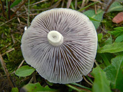 Stropharia_sp3_SAE_20080524.thumb.jpg.6c7c43daea6c3f3a2195a897e052f371.jpg