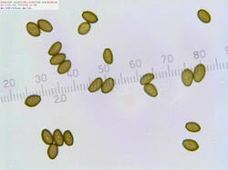 Stropharia_sp_spores500amm_SAE_20260617.thumb.jpg.c3cceac5b065980ba26e4f7cd855c365.jpg