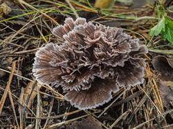 Thelephora_caryophyllea_MS_20230911_01.thumb.jpg.3c5437666f7e5150bd29f5b587dc88fb.jpg