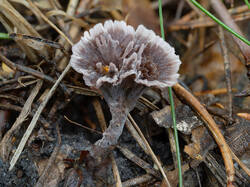Thelephora_caryophyllea_MS_20230911_02.thumb.jpg.fb80f84d54a92121a2da53122910acb2.jpg