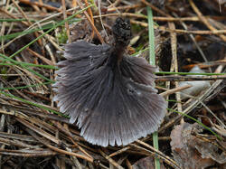 Thelephora_caryophyllea_MS_20230911_03.thumb.jpg.bc1ca7e641e1921923bb91aaa7115327.jpg