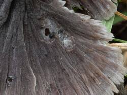 Thelephora_caryophyllea_MS_20230911_04.thumb.jpg.0a17b4e327db9fb989e71cb4c4ab2b9e.jpg