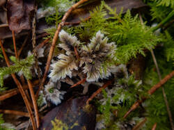 Thelephora_penicillata_MS_20211010_01.thumb.jpg.b5c5c0d865da6b4b97f77648869cb23e.jpg