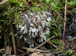 Thelephora_penicillata_MS_20230805_02.thumb.jpg.353c28405d11c77f43f26dfa78527716.jpg