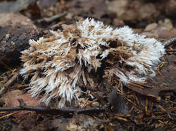 Thelephora_penicillata_MS_20250831_04.thumb.jpg.d5658b369512a33d2cbf3ce5d066259d.jpg