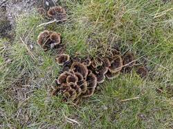 Thelephora_terrestris_MS_20230829_01.thumb.jpg.ec3593844e806b6b855c7f0e0773ead4.jpg