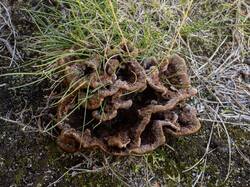 Thelephora_terrestris_MS_20230829_02.thumb.jpg.d3e66ce9ba19c7581ffa4b36187dd149.jpg