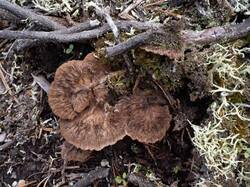 Thelephora_terrestris_MS_20230908_03.thumb.jpg.224435cd8c30f9fc7ea672ad9f481fe3.jpg