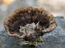 Thelephora_terrestris_MS_20230913_05.thumb.jpg.bb60832dbc26cd751e6a72f564b57370.jpg