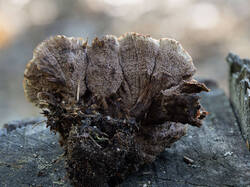 Thelephora_terrestris_MS_20230913_06.thumb.jpg.b7679c96ec61f21f65ebb60c8ec1ea4d.jpg