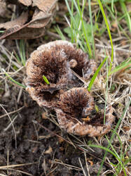 Thelephora_terrestris_MS_20250919_07.thumb.jpg.71c05f1ad01e889b05c045f807434766.jpg