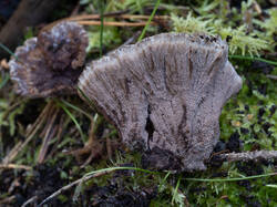 Thelephora_terrestris_MS_20250925_08.thumb.jpg.f3a51920e71acb9c05ea1819e21b1245.jpg