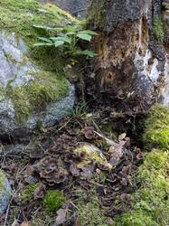Thelephora_terrestris_MS_20250925_09.thumb.jpg.049397f112a6472468c4743d8a548243.jpg