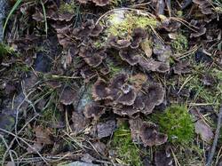 Thelephora_terrestris_MS_20250925_10.thumb.jpg.d876ad7abff0a25bcb4303ab8f882dda.jpg