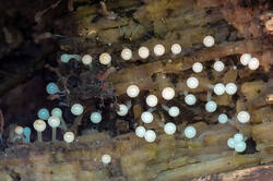Trichia_decipiens_PSA_20260603.jpg