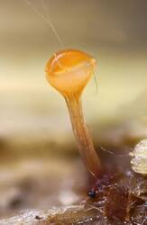 Trichia_decipiens_PSA_20260604-01.jpg