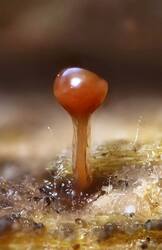 Trichia_decipiens_PSA_20260604-02.jpg