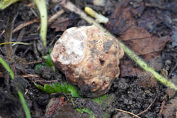 Tuber_borchii_PSA_20260215-01.jpg