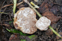 Tuber_borchii_PSA_20260215-02.jpg